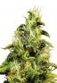 AK47 Feminized Marijuana Seeds