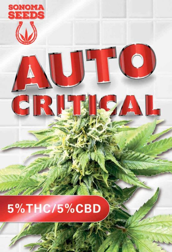 Auto-Critical CBD Marijuana Seeds
