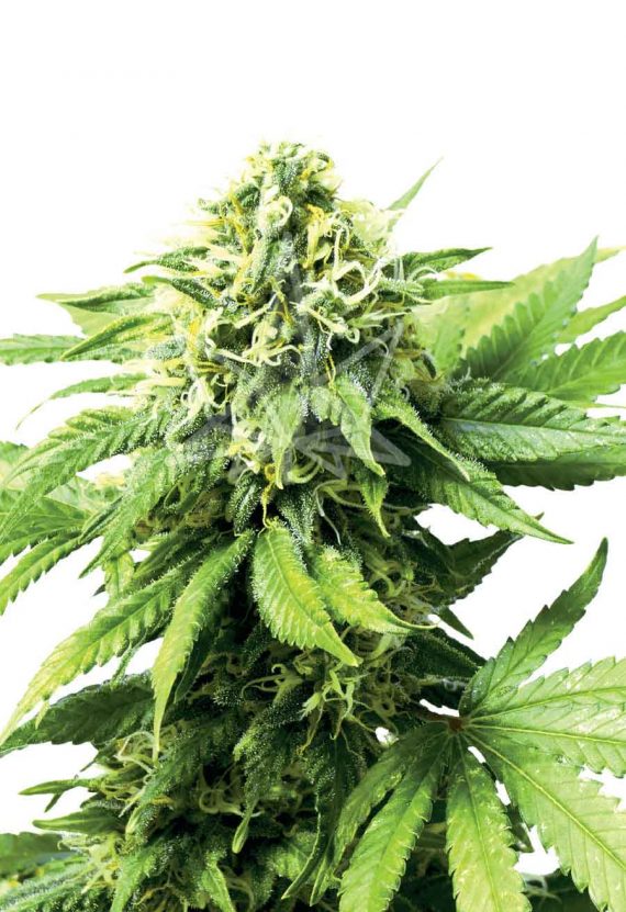 Auto-Critical CBD Marijuana Seeds