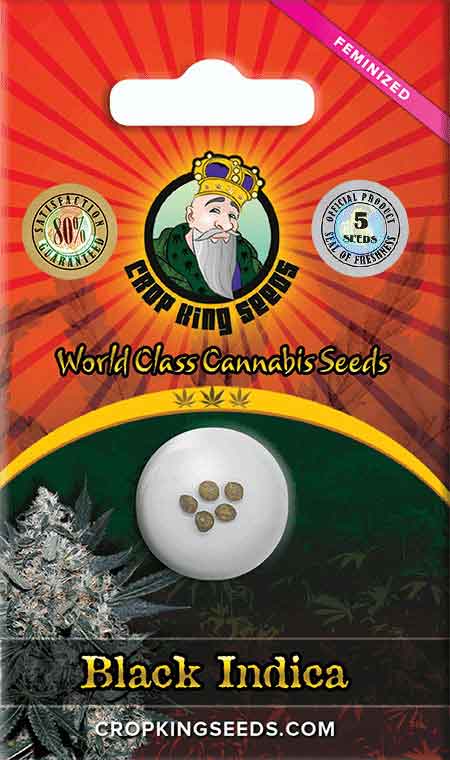 Black Indica Feminized Marijuana Seeds