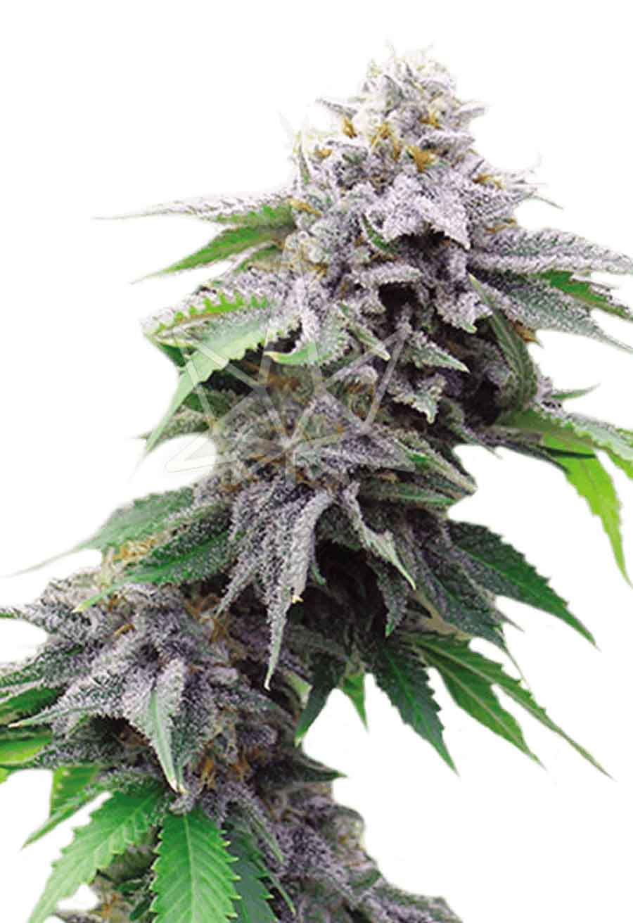 Blue Cookies Feminized Seeds Opts