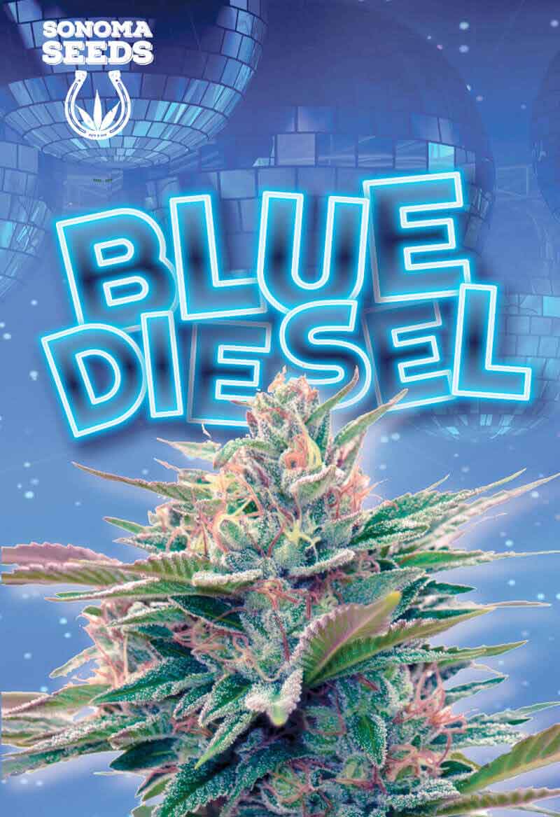 Blue Diesel Autoflowering Marijuana Seeds