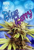Blue Berry Feminized Marijuana Seeds