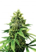 Bruce Banner Feminized Marijuana Seeds