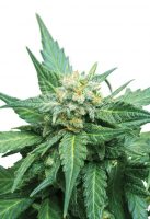 Cali OG Kush haze Feminized Marijuana Seeds