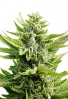 CB Diesel Feminized Marijuana Seeds