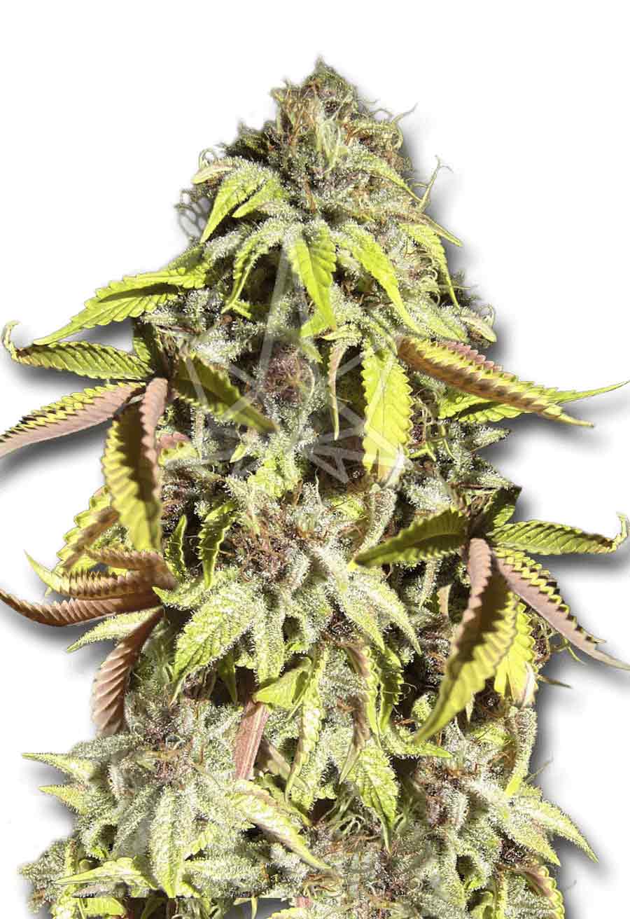 Crown Royale Feminized Seeds Opt 1