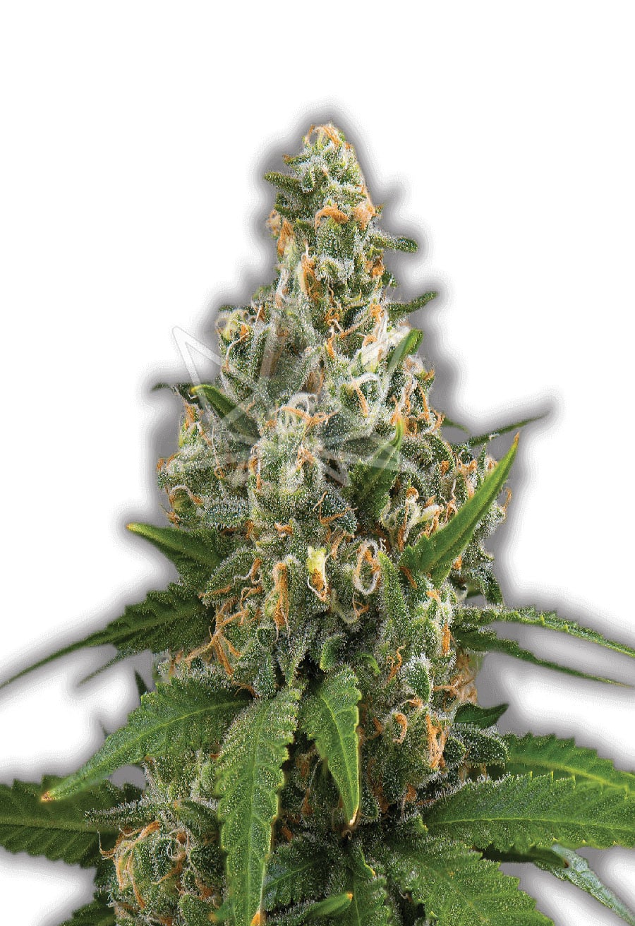 Girl Scout Feminized Seeds Opt