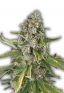 Jack Herrer Feminized Marijuana Seeds