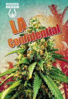 LA Confidential Feminized Marijuana Seeds