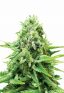 Northern Light Feminize Marijuana Seeds