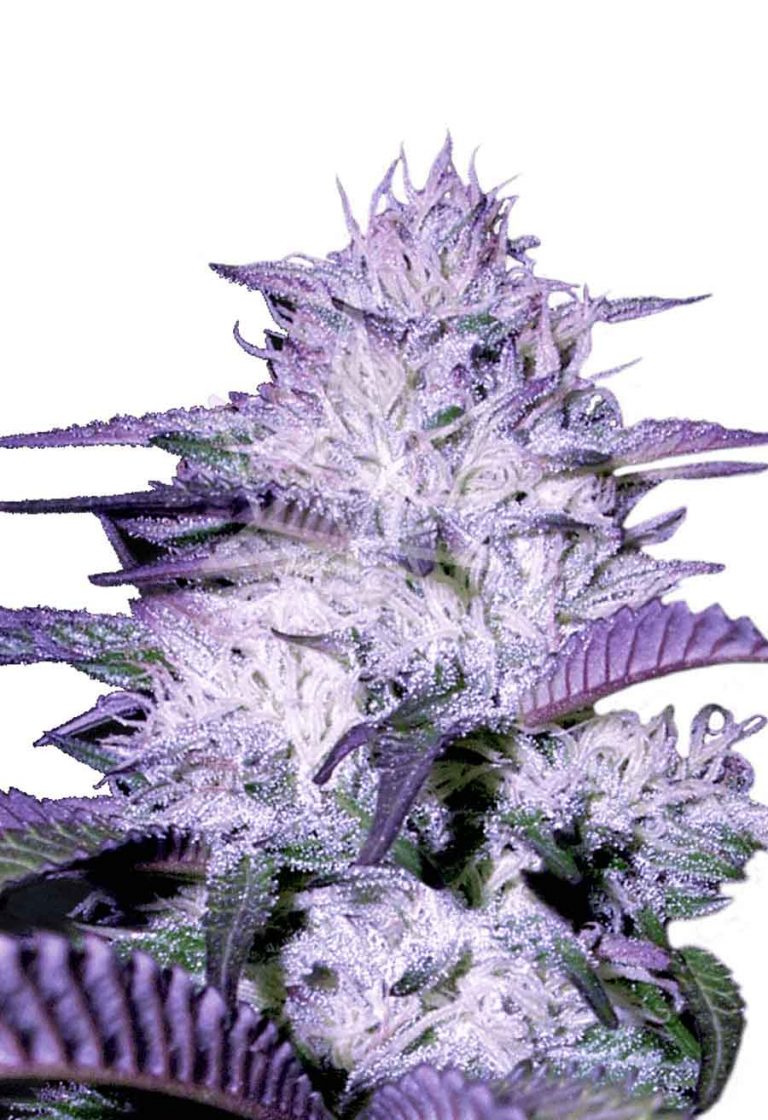 Purple Kush Autoflower Seeds Sonoma Seeds