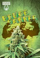 Bruce Banner Feminized Marijuana Seeds