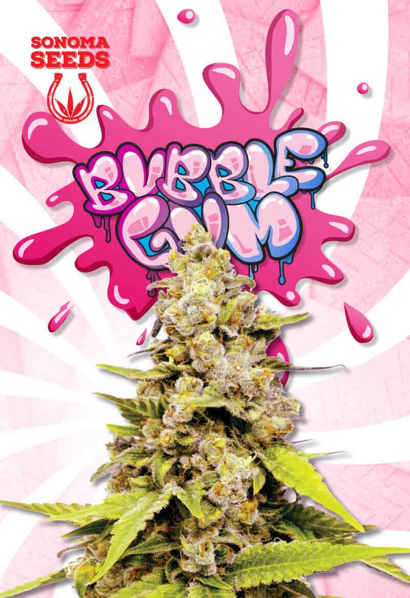 Bubble Gum Feminized Marijuana Seeds