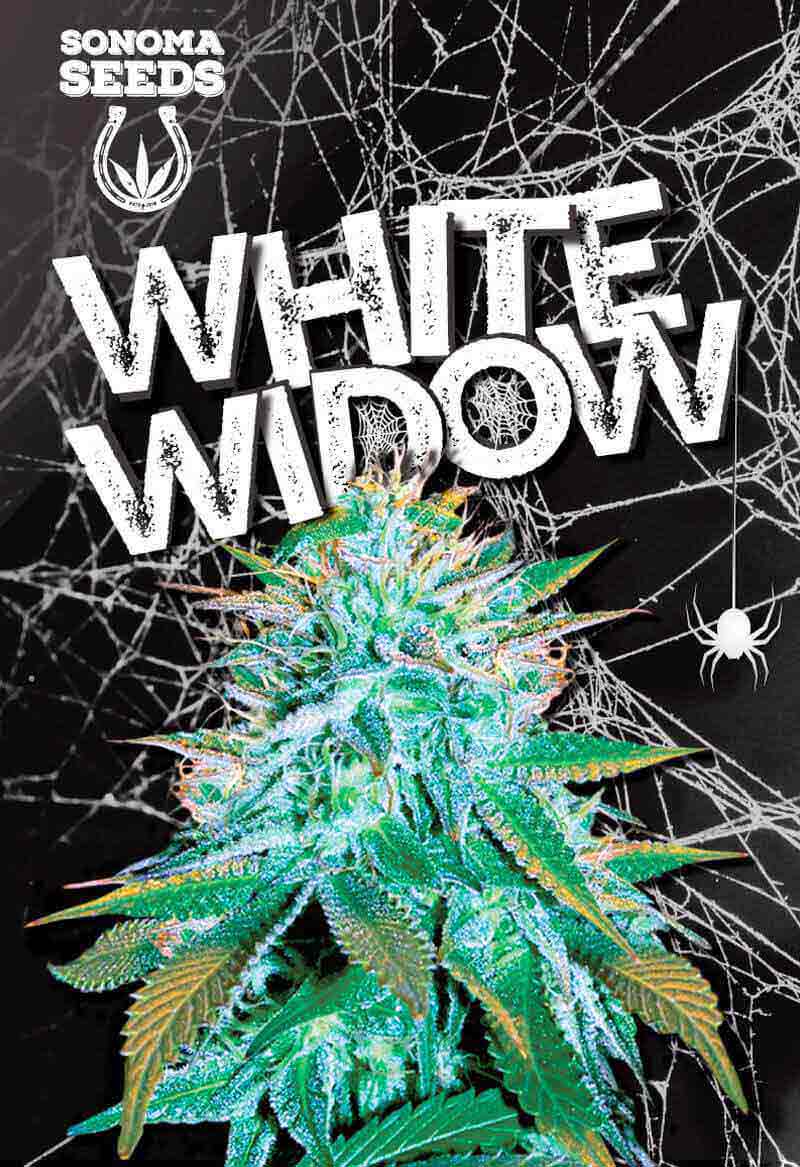 White Widow Autoflower Seeds