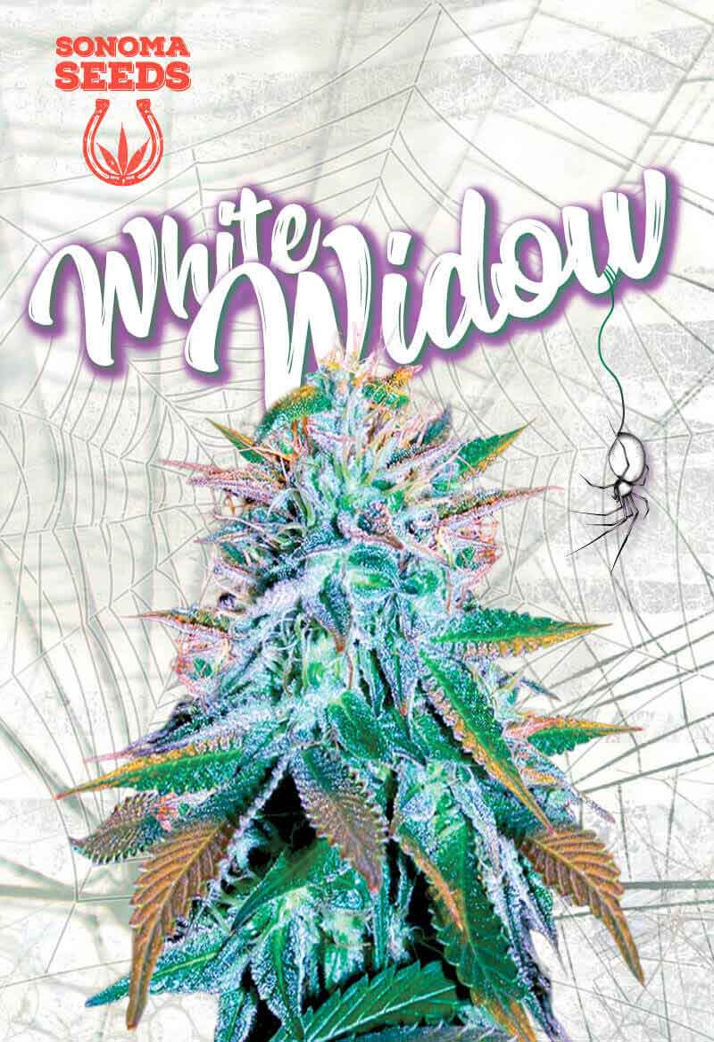 Sonoma White Widow Opt