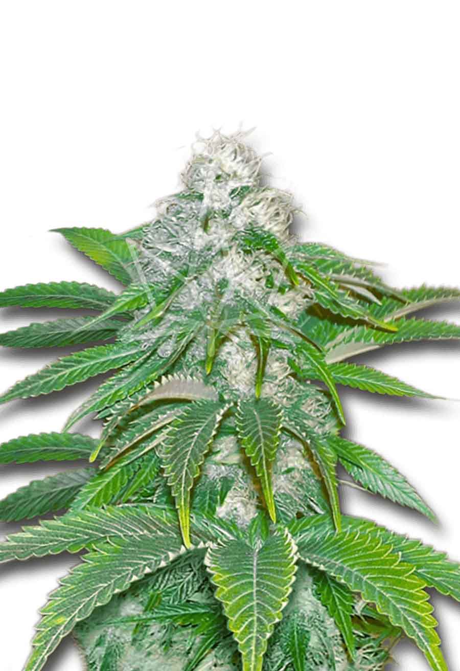 Sour Diesel Feminized Seeds 1 Opts