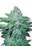 Train Wreck Autoflowering Marijuana Seeds