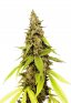Strawberry Cough Feminized Marijuana Seeds