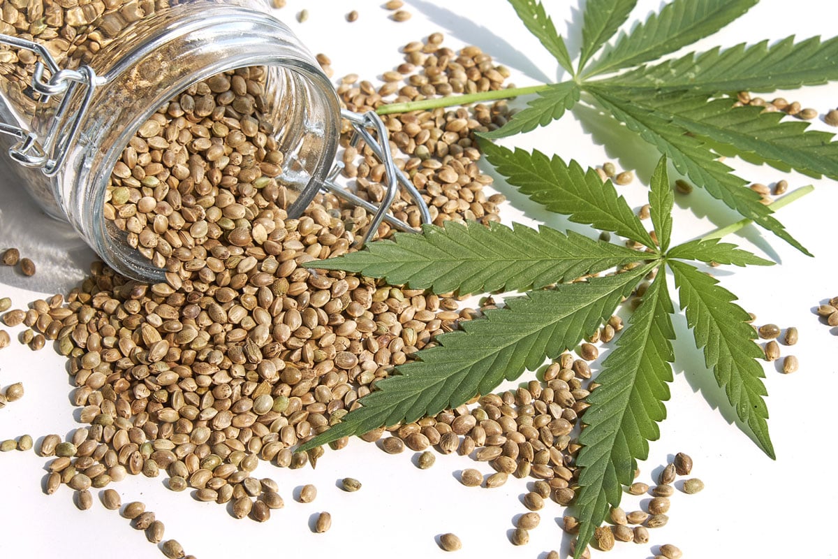 Autoflowering Cannabis Seeds 101: Why Sell them in your Store