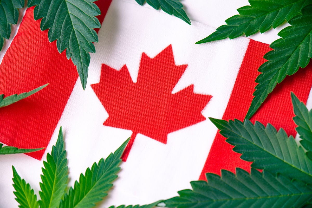 Why Buy Wholesale Marijuana Seeds in Canada and Not from Overseas