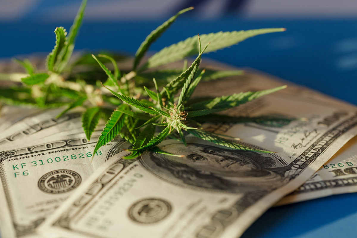 Top 3 Cannabis Business Success Stories