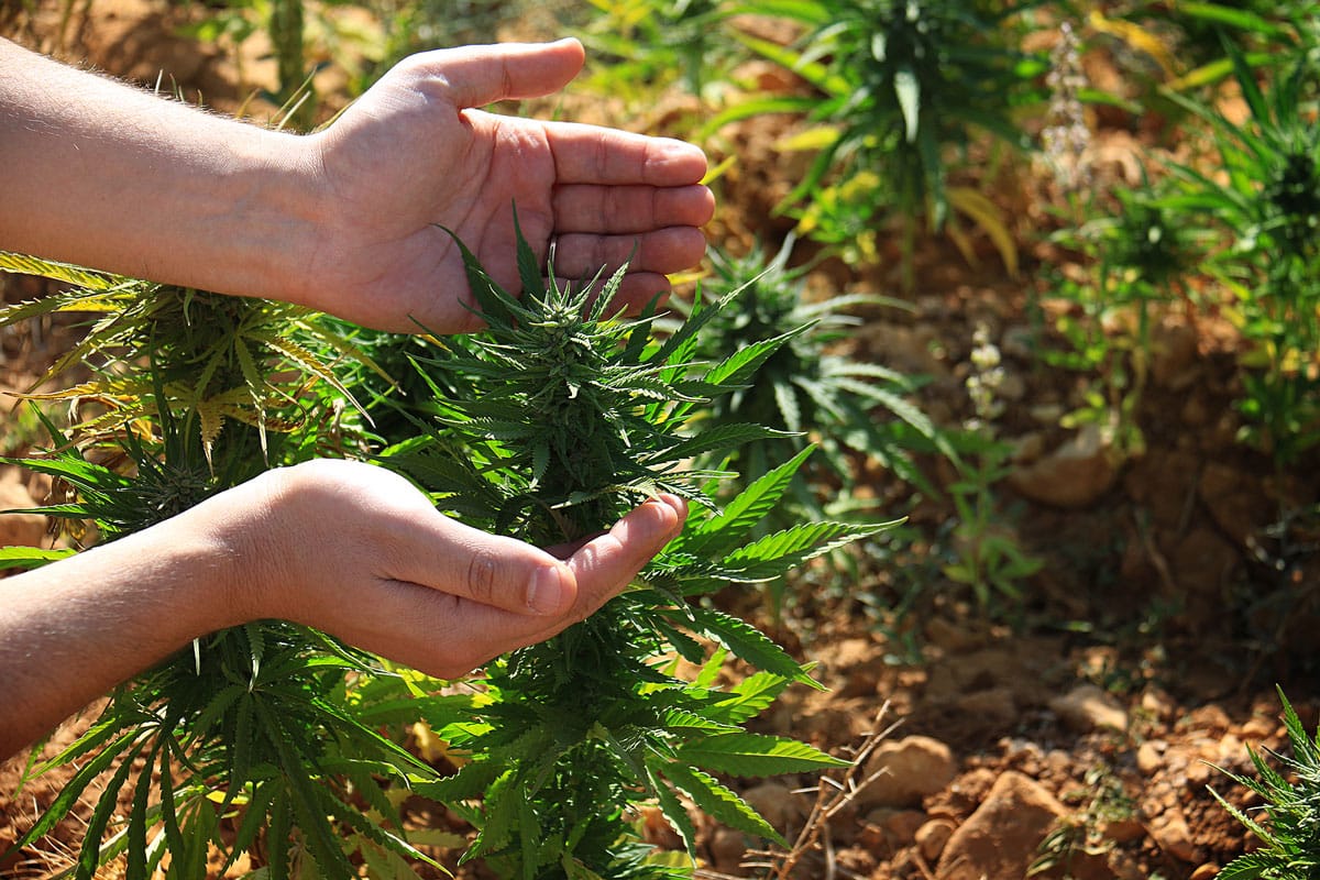 Cannabis Gardening