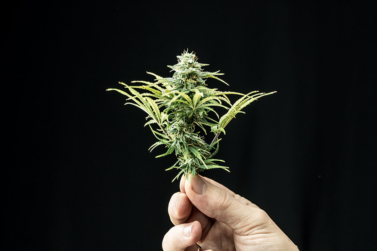 Cannabis Seeds Bring A Steady Income