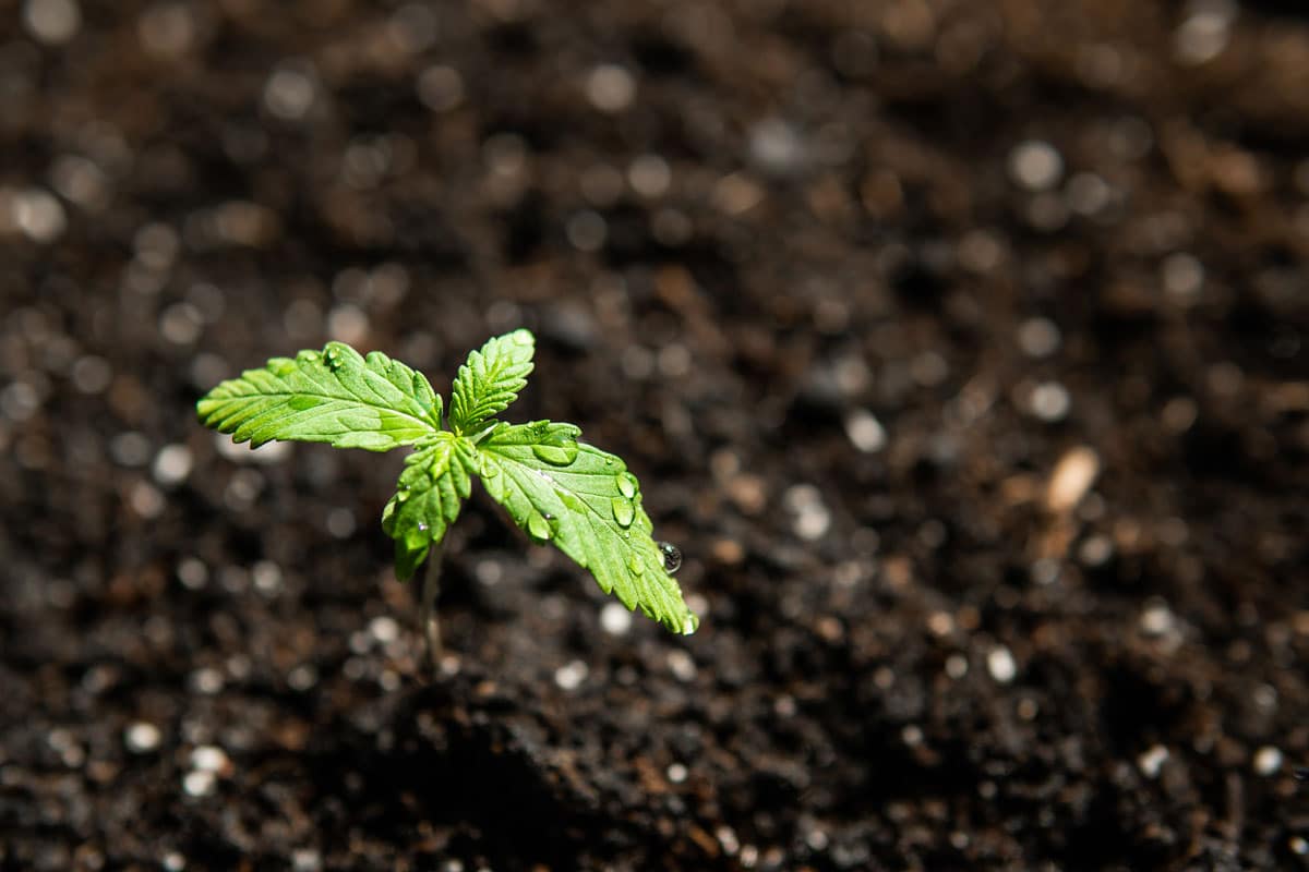 Cannabis Seeds Genetics Matter