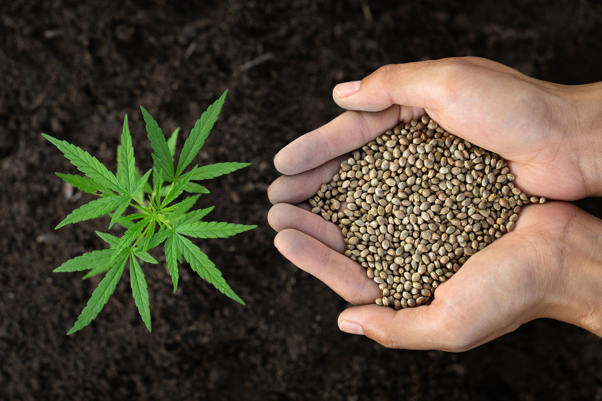 Cannabis Seeds At Wholesale