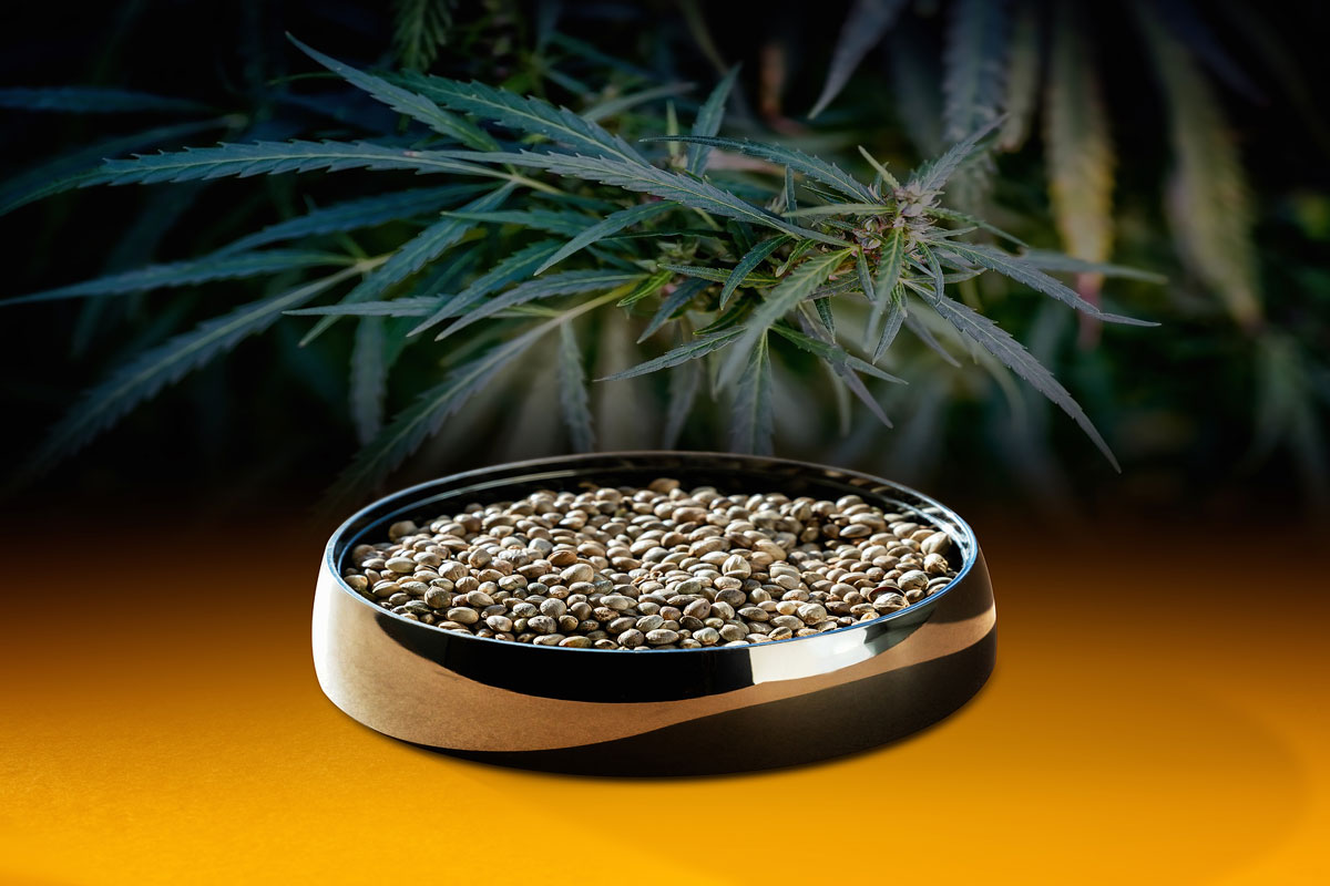 How to Sell Cannabis Seeds in a Sex Toys Store: 5 Tips for Understanding Marijuana Strains Basics for Proper Seeds Selection