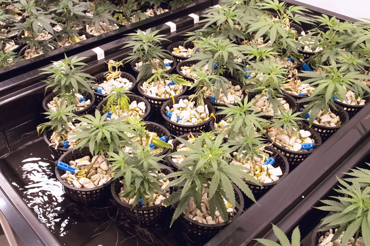 Hydroponic Beds Of Cannabis Seeds