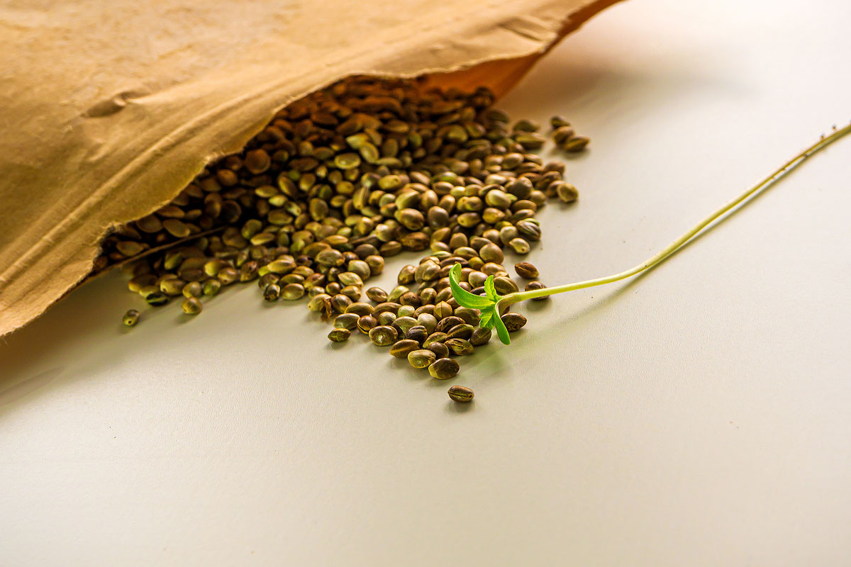 What Marijuana Retailers Need to Know about Regular Cannabis Seeds