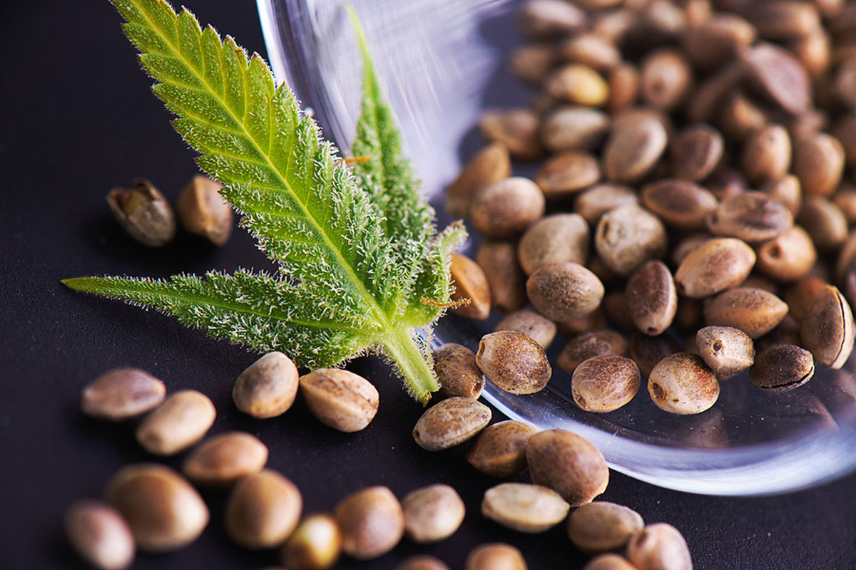 Most Profitable Sativa Cannabis Seeds