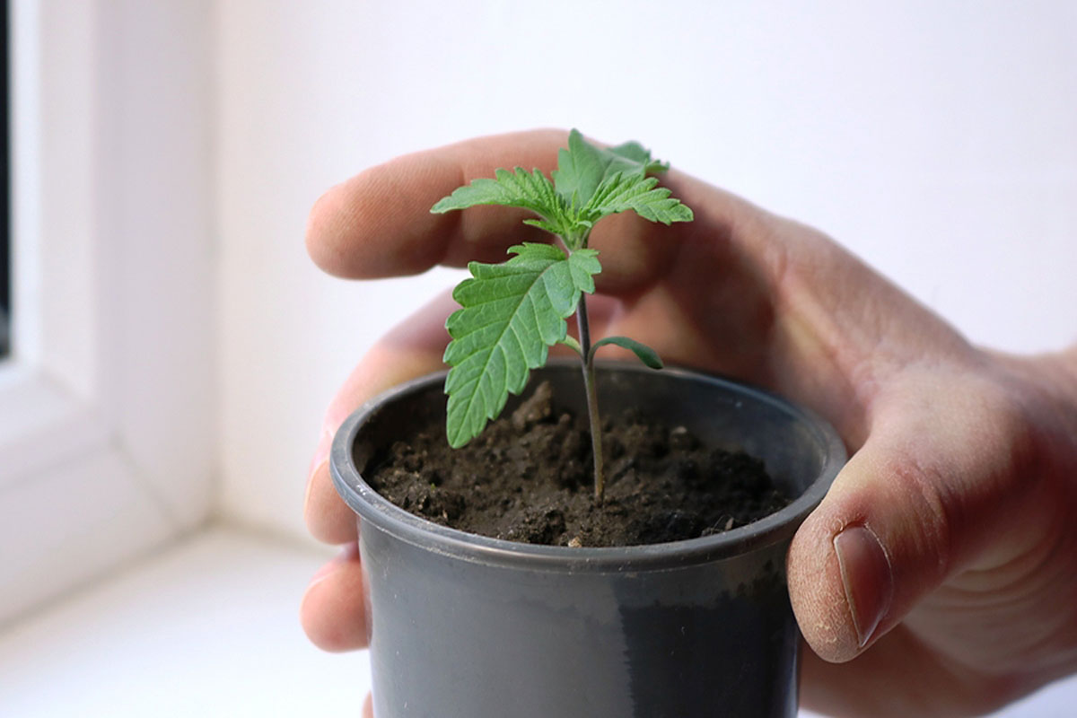 How to Profit from the Rapidly Growing Cannabis Seeds Business Niche