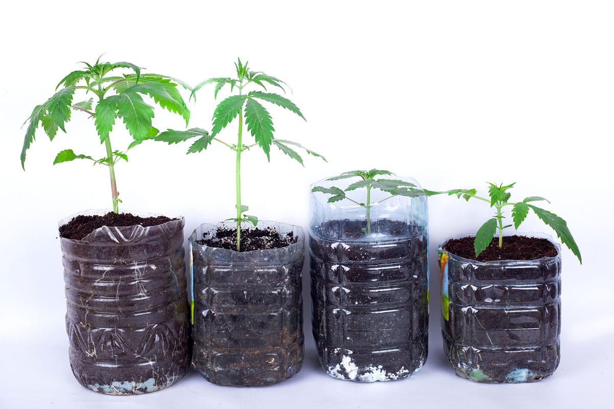 Regular Feminized And Autoflowering Cannabis Seeds