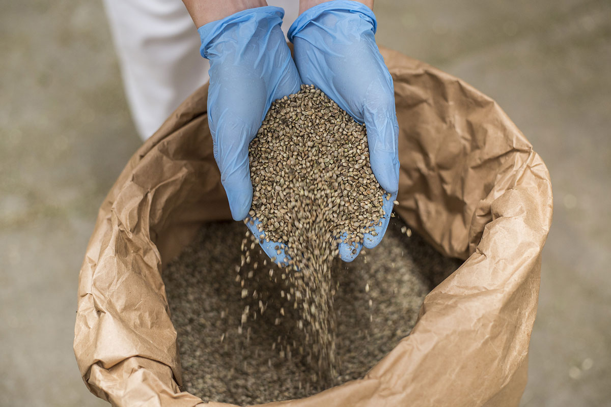 3 Ways to Boost Marijuana Seeds Sales – Tips for Seed Banks
