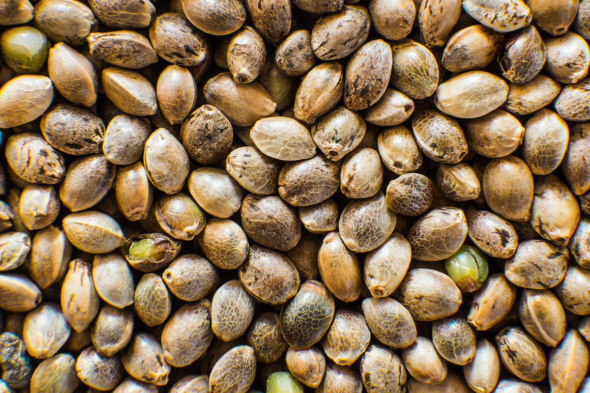 Wholesale Cannabis Seeds May Provide a Significant Increase in Profit for Retail Store Owners