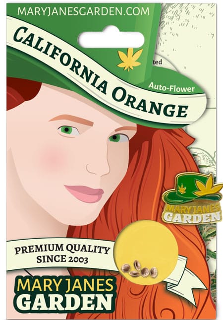 California Orange Autoflowering Marijuana Seeds