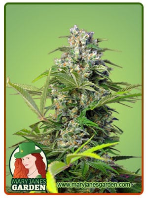 Gorilla Mint Feminized Marijuana Seeds