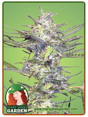 Grape Drink Feminized Marijuana Seeds