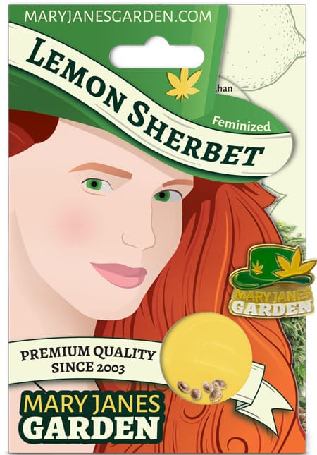 Lemon Sherbert Feminized Marijuana Seeds