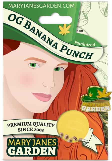OG Banana Punch Feminized Seeds