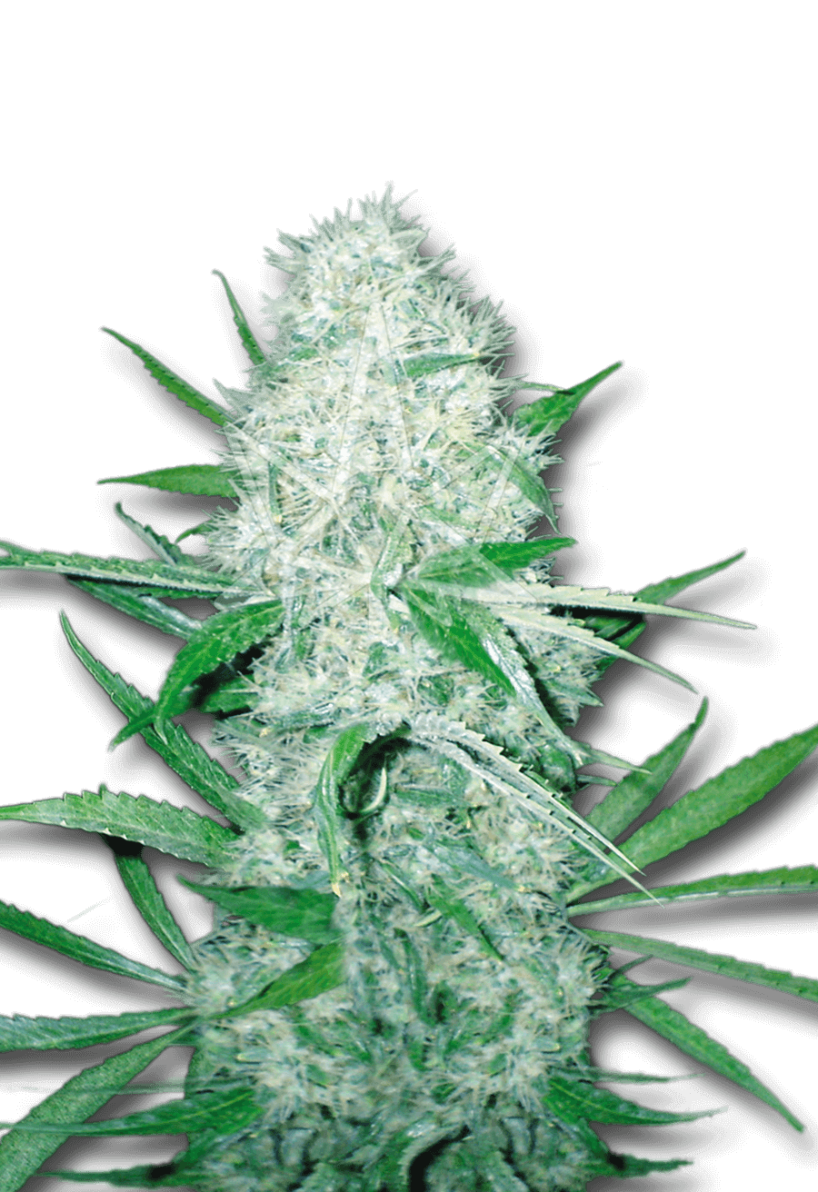 Cali OG Kush Haze Feminized Seeds Vancoast Seeds Canada Wholesale