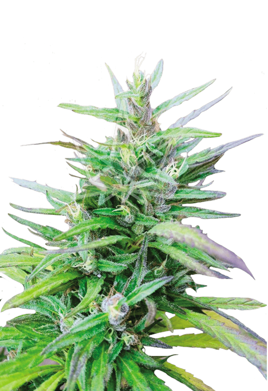 Sativa Star Feminized Seeds Vancoast Seeds Canada Wholesale